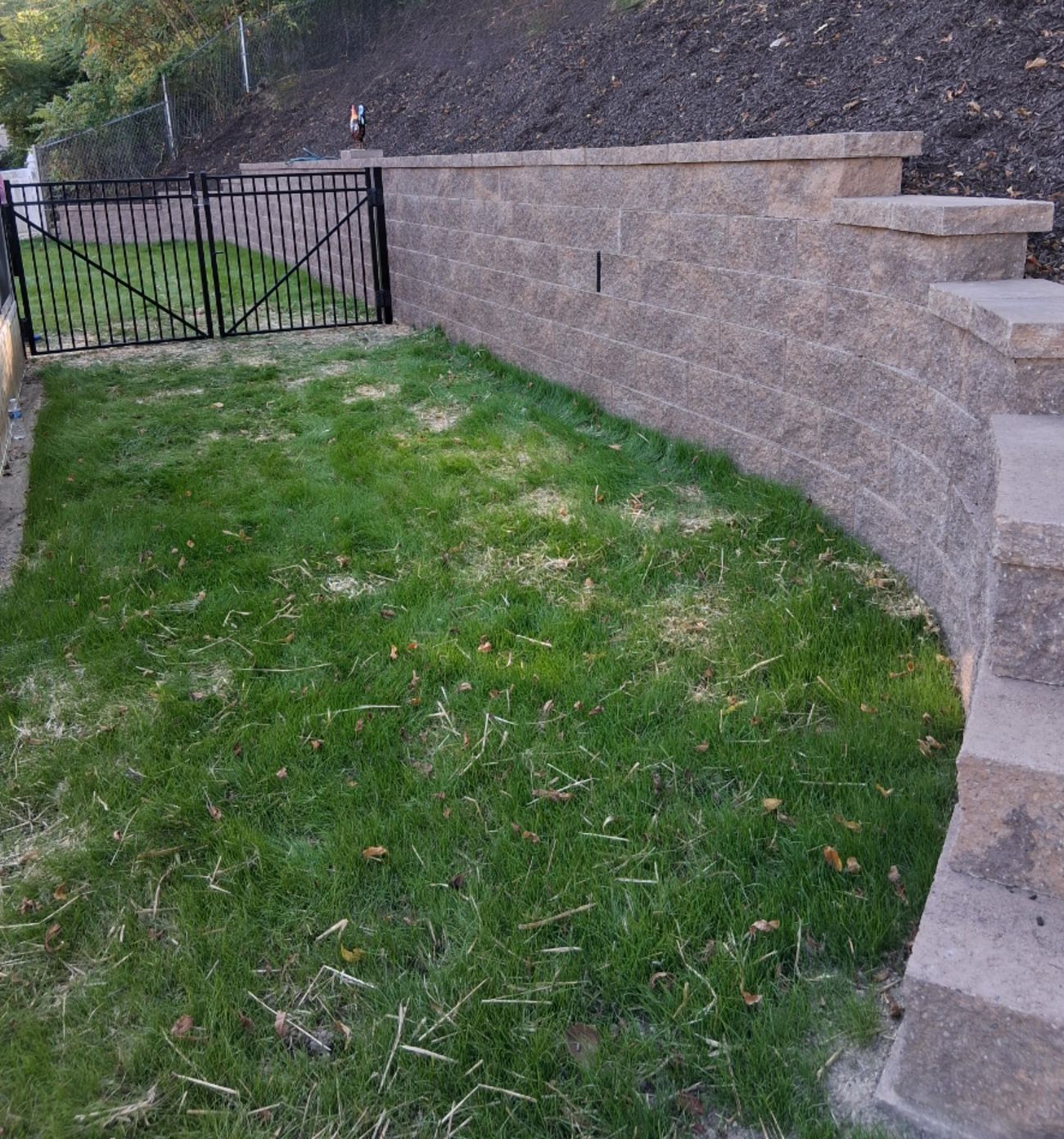 New lawn coming in beside a curved block retaining wall and a black gate
